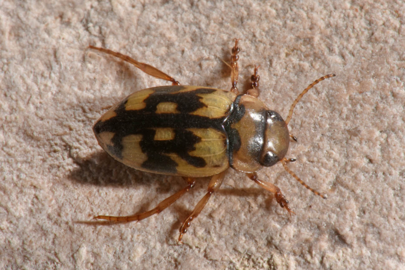 Dytiscidae:   Nebrioporus sansii?  Sì !